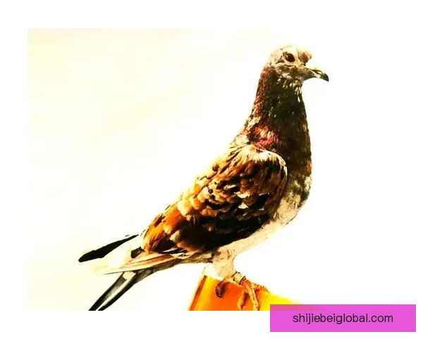 深度解析世界杯足球竞猜投注技巧与赛前数据趋势全面指南